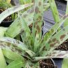 Agave maculata, Manfreda maculosa, pianta da interno