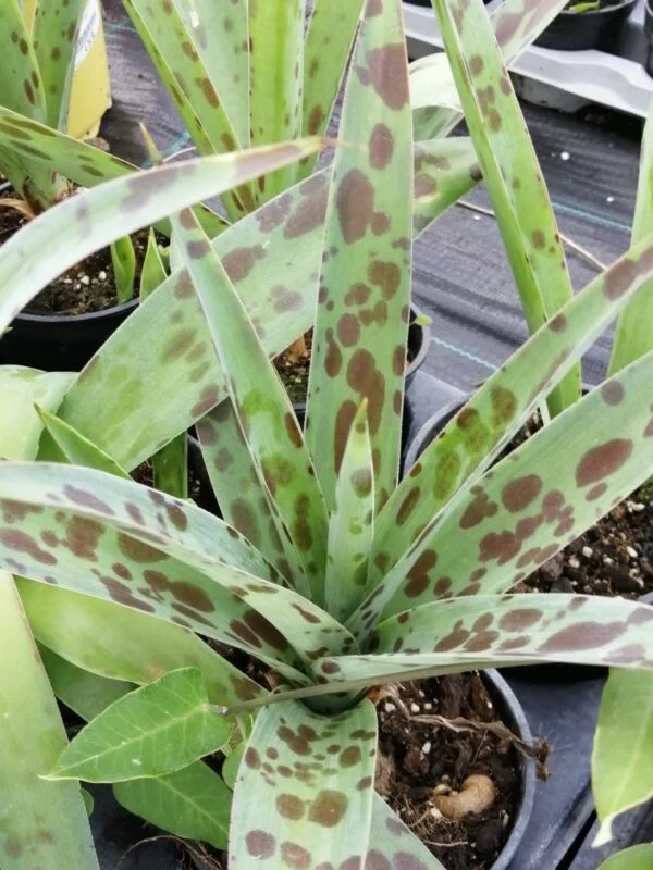 Agave maculata, Manfreda maculosa, pianta da interno