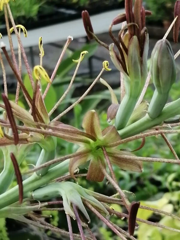 Agave maculata, Manfreda maculosa, foto 3