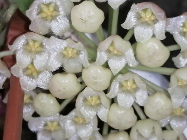 Hoya Fraser's Hill lacunosa, foto 4