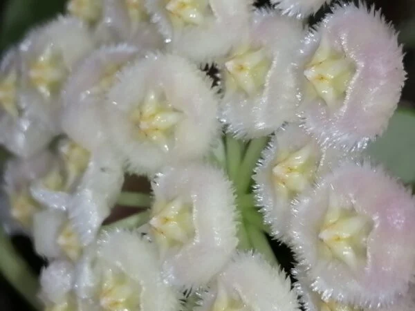 Hoya Fraser's Hill lacunosa, foto 3