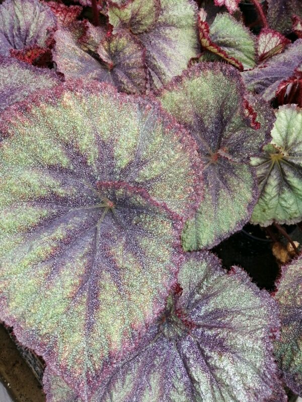 Begonia Sucre Glacée, pianta da interno