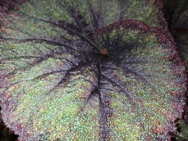 Begonia Sucre Glacée, foto 5