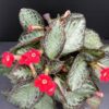Episcia cupreata Silver Screen, pianta da interno