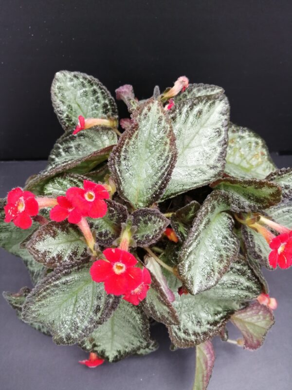 Episcia cupreata Silver Screen, pianta da interno
