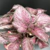 Episcia Strawberry Patch, pianta da interno