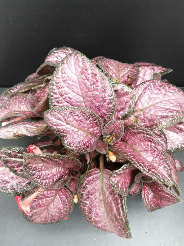 Episcia Strawberry Patch, pianta da interno