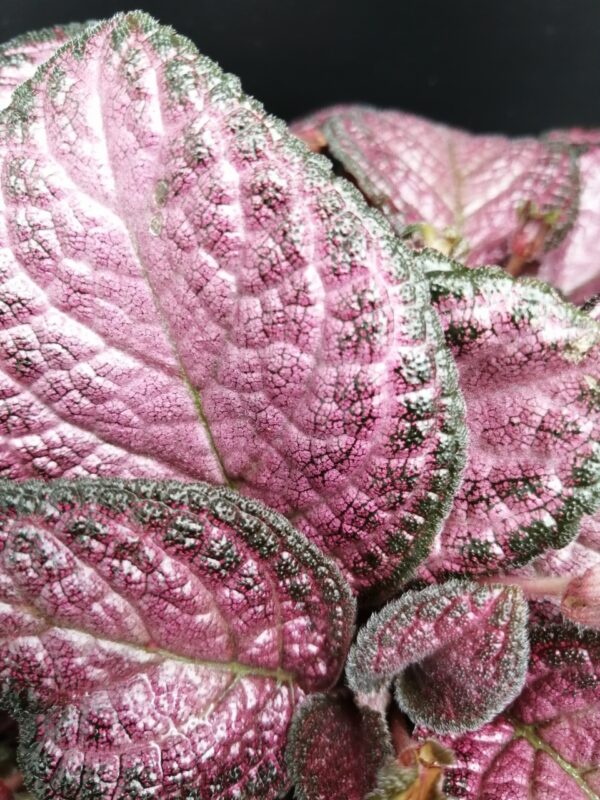 Episcia Strawberry Patch, foto 2