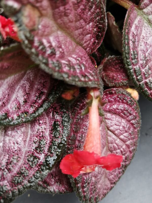 Episcia Strawberry Patch, foto 3