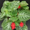 Episcia Faded Jade, pianta da interno
