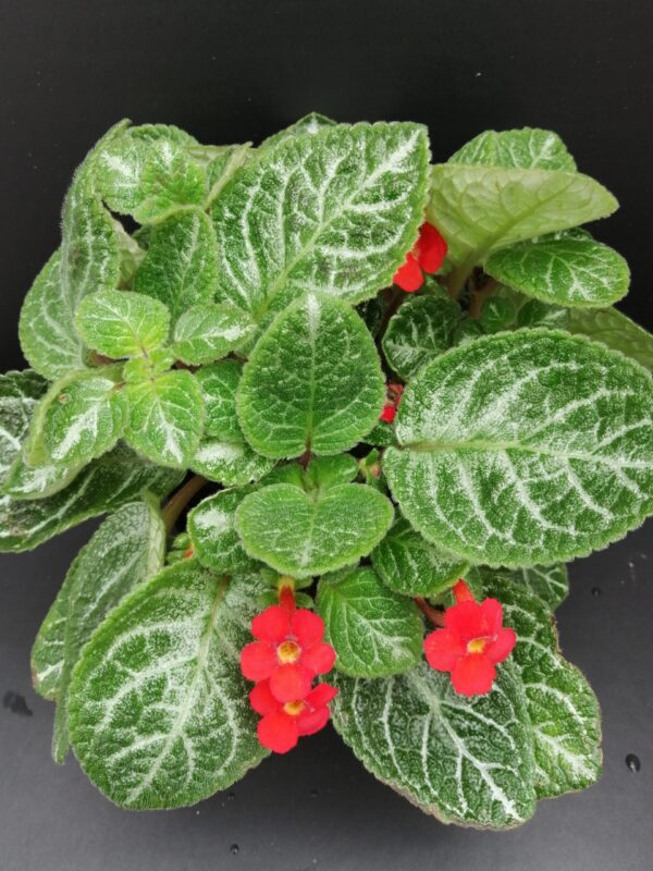 Episcia Faded Jade, pianta da interno