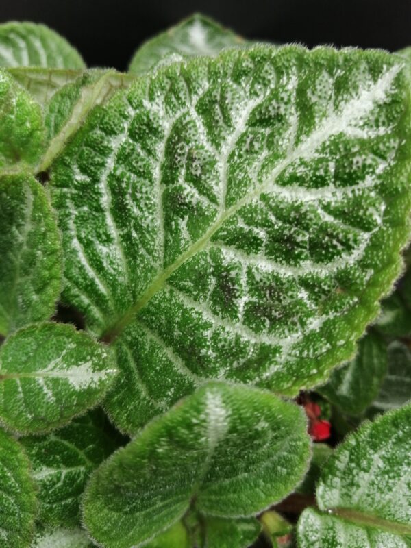 Episcia Faded Jade, foto 2