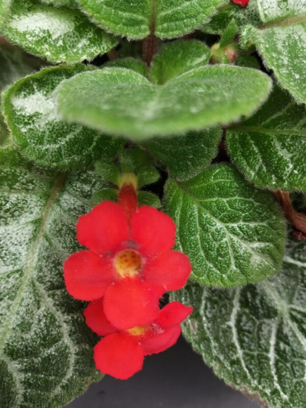 Episcia Faded Jade, foto 3