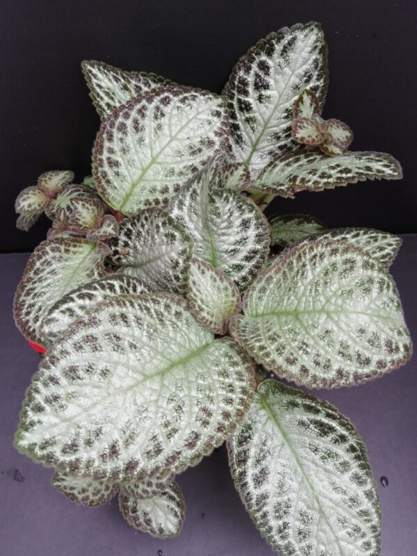 Episcia Chocolate Soldier, pianta da interno