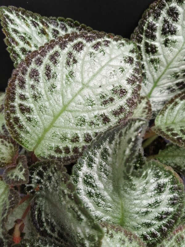Episcia Chocolate Soldier, foto 2