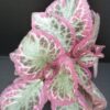 Episcia Pink Brocade, pianta da interno
