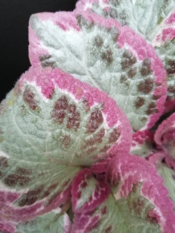 Episcia Pink Brocade, foto 2