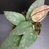 Hoya caudata, pianta da interno