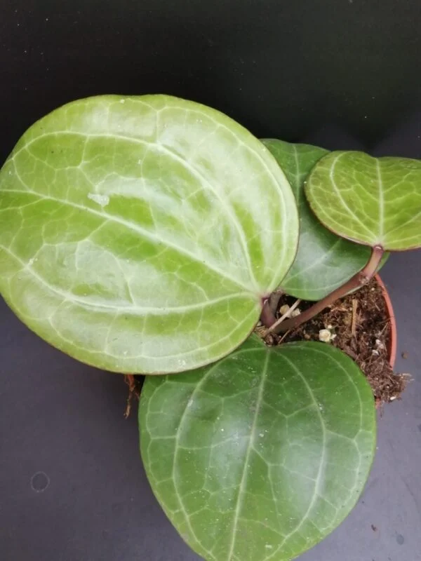 Hoya Sarawak Cream, sin. latifolia Cream, foto 3