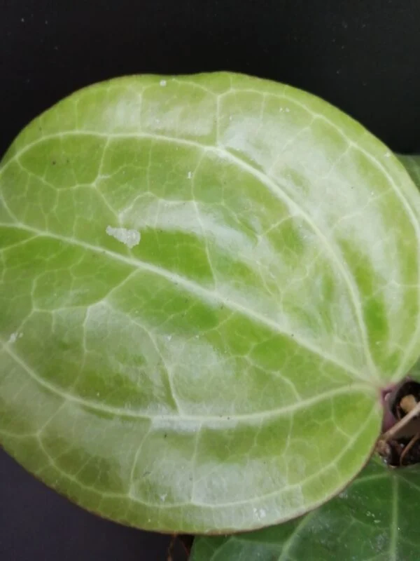 Hoya Sarawak Cream, sin. latifolia Cream, foto 4