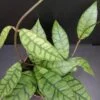 Hoya callistophylla, pianta da interno