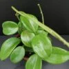 Hoya quinquenervia, pianta da interno