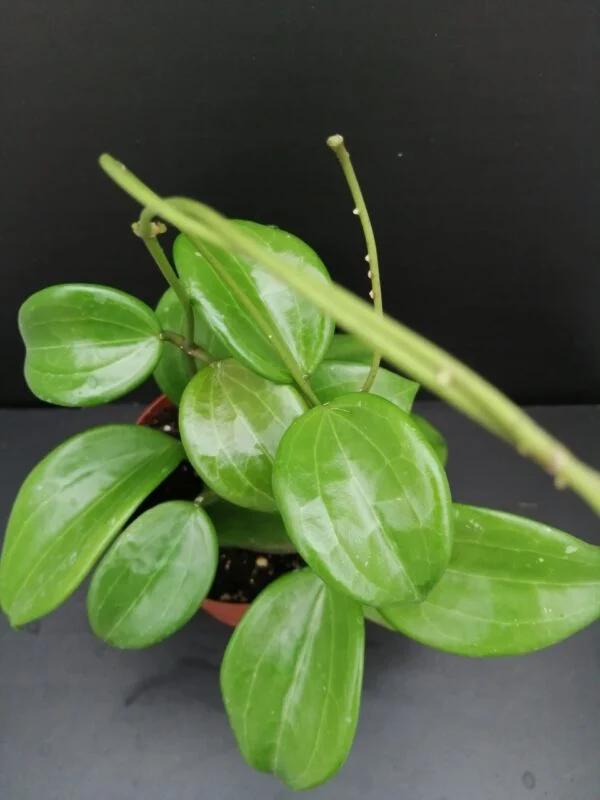 Hoya quinquenervia, pianta da interno