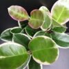 Hoya australis Blondie, pianta da interno