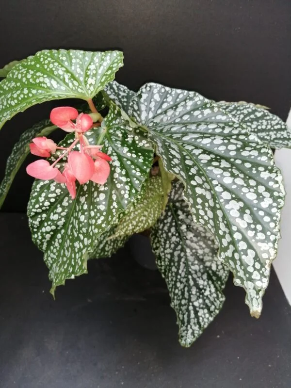 Begonia Alamo Olè, pianta da interno