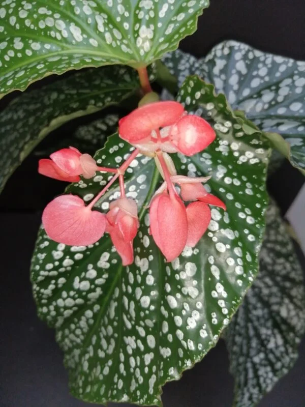 Begonia Alamo Olè, foto 2