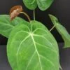 Anthurium magnificum, pianta da interno