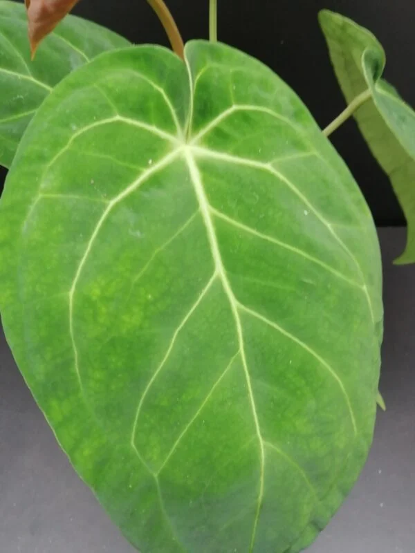 Anthurium magnificum, foto 2