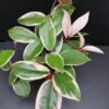 Hoya Flamingo Dream, pianta da interno