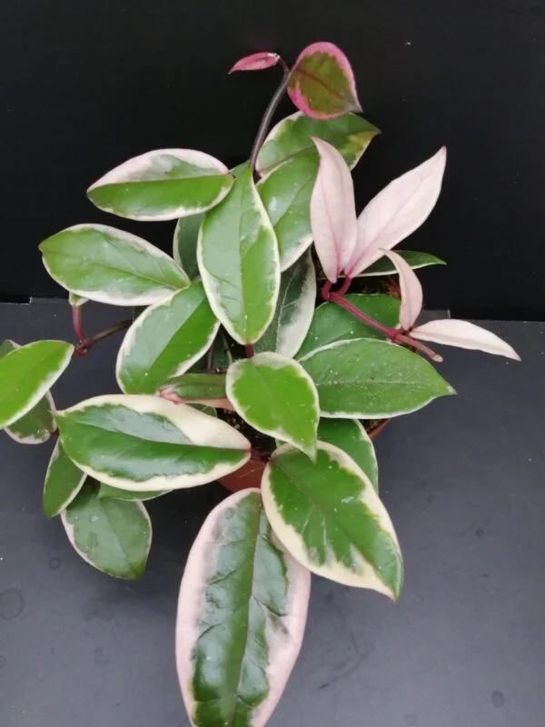 Hoya Flamingo Dream, pianta da interno