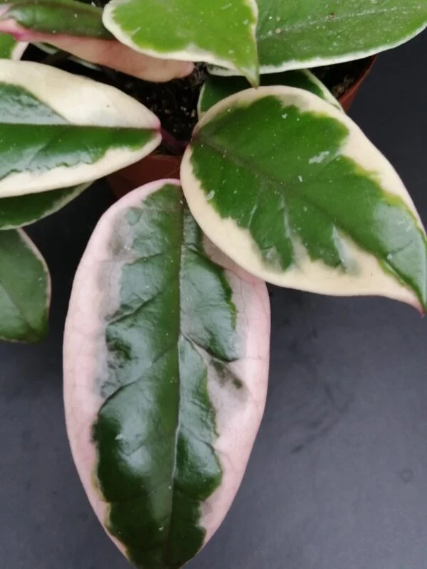 Hoya Flamingo Dream, foto 3