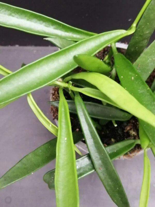 Hoya longifolia, foto 2