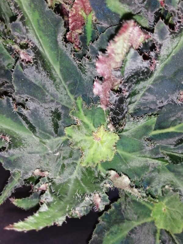 Begonia Lion Dance, foto 2