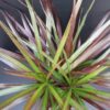 Dracaena marginata Magenta, pianta da interno