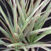 Dracaena marginata Tricolour, pianta da interno