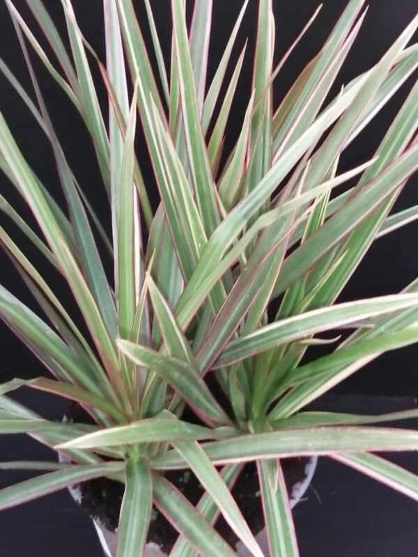 Dracaena marginata Tricolour, pianta da interno