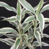 Dracaena sanderiana Victory, pianta da interno