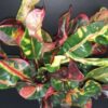 Codiaeum variegatum Mammy Croton, pianta da interno