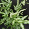 Pteris cretica albolineata, pianta da interno