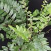 Pellaea falcata, pianta da esterno