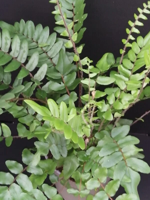 Pellaea falcata, pianta da esterno