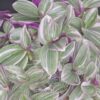 Tradescantia Sweet Sweetness, pianta da interno e da esterno