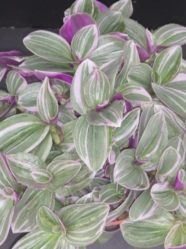 Tradescantia Sweet Sweetness, pianta da interno e da esterno