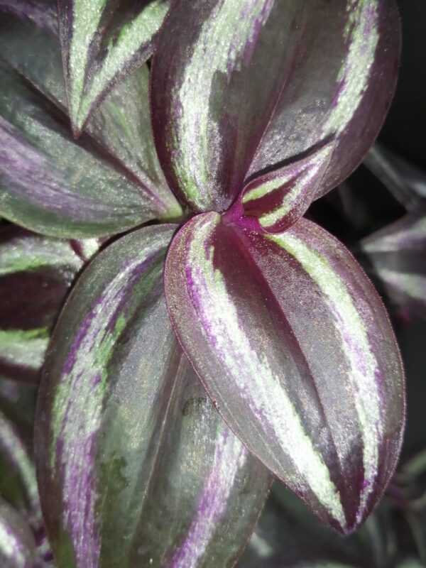 Tradescantia zebrina Deep Purple, foto 2
