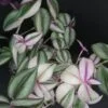 Tradescantia zebrina 'Quadricolor', pianta da interno e da esterno