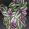 Tradescantia zebrina Evanescens, pianta da interno e da esterno